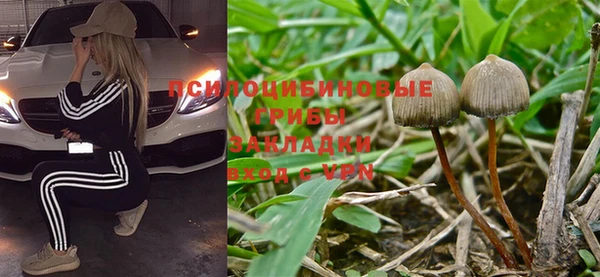 прущие грибы Дмитров